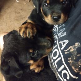 Rottweiler Puppies from Gateway Rottweilers