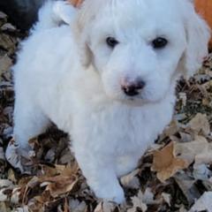 Goldendoodles from Patti's Oodles of Doodles and Poodles