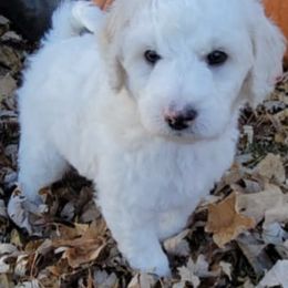 Goldendoodles from Patti's Oodles of Doodles and Poodles