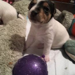 Jack Russell Terrier Puppies from Rock Chalk Terriers