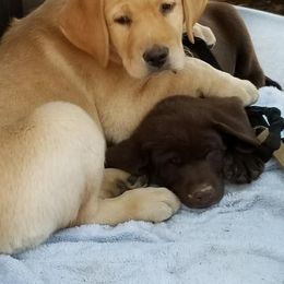 Labrador Retriever Puppies from Una Palmas Kennels