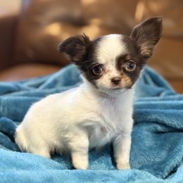 Chocolate merle long coat girl, price 4000 - Chocolate and white female Chihuahua puppy in Strawberry, Arkansas from Strawberry River Chihuahuas