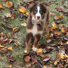 Miniature Australian Shepherd puppies from River Springs Aussies