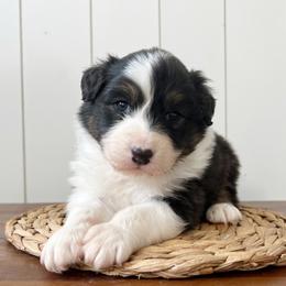 Swish - Black tri-color male Australian Shepherd puppy in Kearney, Nebraska from Helix Aussies