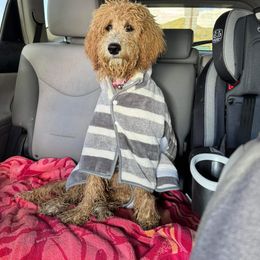 Goldendoodle All Grown Up from Golden Hearted Goldendoodles