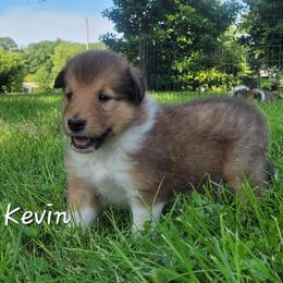 Kevin - Sable male Collie puppy in Mattoon, Illinois from Gold Leaf Collies