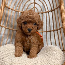 Aston - Red  female Poodle puppy in Belleville, New Jersey from TK Poodles
