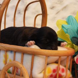 Summer - Black female Havanese puppy in Salt Lake City, Utah from Steal Your Heart Havanese