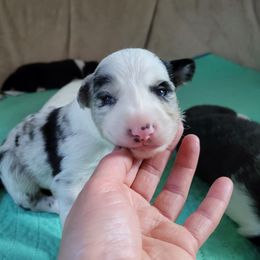 Jade - Slate merle female Border Collie puppy in Morgan, Texas from Shooting Star Ranch