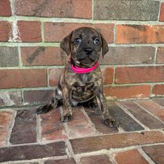 Mountain Cur Puppies from Lost Forty Kennels