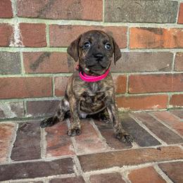 Mountain Cur Puppies from Lost Forty Kennels