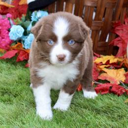 Australian Shepherd and Miniature Schnauzer Puppies from RM Aussies and Miniature Schnauzers