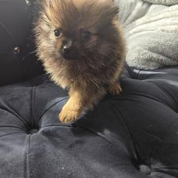 Rose - Orange sable female Pomeranian puppy in Riverside, California from Marie's Sweetie Poms