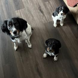 English Springer Spaniel Puppies from Stormin Pine and Prairie Springers