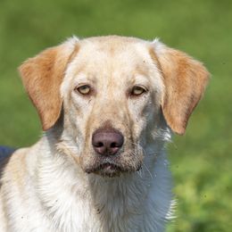 Stump  - Labrador Retriever
