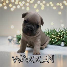 Warren - Blue male French Bulldog puppy in Peru, Indiana from Angie's Little Bostons And Frenchies