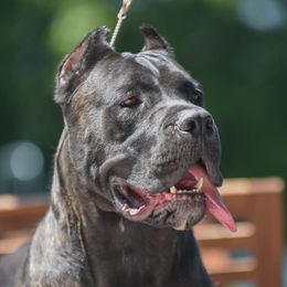 Angelina - Cane Corso