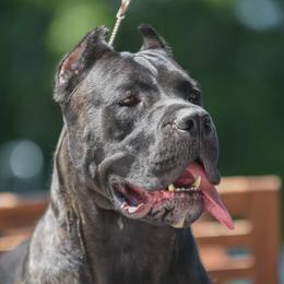 Angelina - Cane Corso