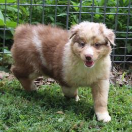 Celina - Red merle female Australian Shepherd puppy in Kansas, Oklahoma from Windy G Farm