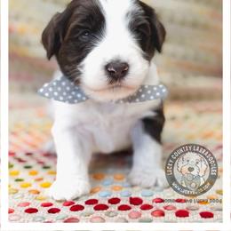 Miss Grey - Chocolate female Australian Labradoodle puppy in Wake Forest, North Carolina from Lucky Country Labradoodles