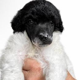 Unity - Parti male Poodle puppy in Greenwich, New York from MizzElle’s Standard Poodles
