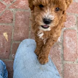 Cavapoo Puppies from SoCal Cavapoos