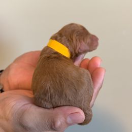 Yellow Mini - Red  female Goldendoodle puppy in Winston Salem, North Carolina from Shihtzuandoodlenc.LLC