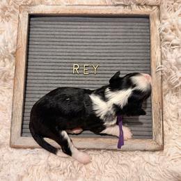 Rey - Black and white female Bernedoodle puppy in Travelers Rest, South Carolina from Bernedoodle.do
