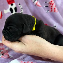 Yellow Collar - Black female Cane Corso puppy in Paris, Texas from Knucklehead Cane Corso