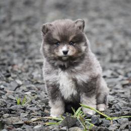 Summit - Blue male Pomsky puppy in Coos Bay, Oregon from Ocean View Pomskies