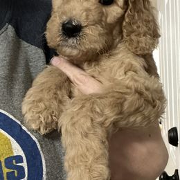 Goldendoodle and Poodle Puppies from Dazzling & Dapper Doodles of MS