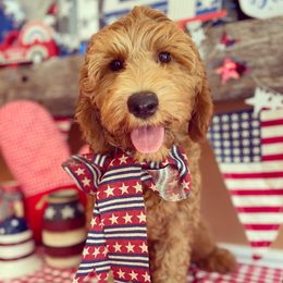Australian Labradoodle Puppies from Wild Daisy Labradoodles
