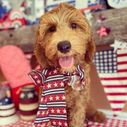 Australian Labradoodle Puppies from Wild Daisy Labradoodles
