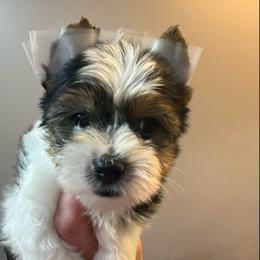 Navi - Parti male Yorkshire Terrier puppy in Florence, Kentucky from 4paws4ever by Design (Amy's Puppy love)