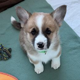 Finn - Sable male Pembroke Welsh Corgi puppy in Lewisberry, Pennsylvania from Salted Rim Corgis