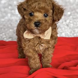 Poodle Puppies from Toy Poodle Shenanigans