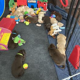 Dilute Retriever and Labrador Retriever Puppies from Moran’s Lab’s