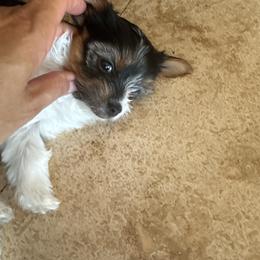 Mona - Chocolate, tan and white female Yorkshire Terrier puppy in Colton, California from Sandra's Pups