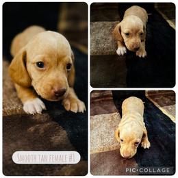 Lexi - Cream female Dachshund puppy in Licking, Missouri from Piney River Dachshunds