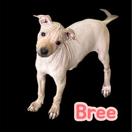Bree - Red female American Hairless Terrier puppy in Buckingham, Illinois from Gaus Hof