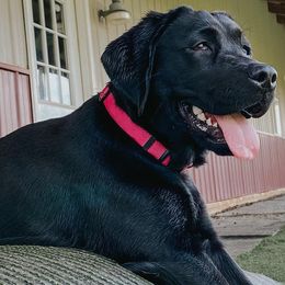 Labrador Retrievers from DOGWORKS Kennel