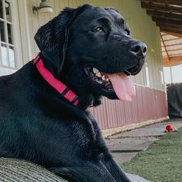 Labrador Retrievers from DOGWORKS Kennel