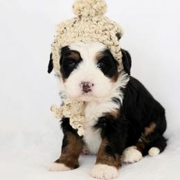 Bernedoodle and Bernese Mountain Dog Puppies from Mercy Mountain Doodles