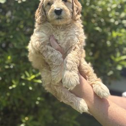 Goldendoodle Puppies from Sweet Doodles of Alabama