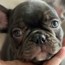 Cocoa boy - French Bulldog puppy from Haynes French Bulldogs