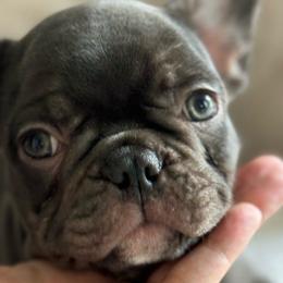 Cocoa boy - French Bulldog puppy from Haynes French Bulldogs