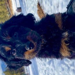 Flower - Aussiedoodle puppy in Stevensville, Montana from The Highland Shepherds & Doodles