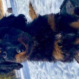 Flower - Aussiedoodle puppy in Stevensville, Montana from The Highland Shepherds & Doodles