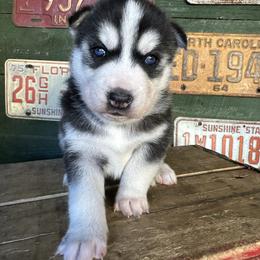 Cade - Black and white male Siberian Husky puppy in Burnsville, North Carolina from Peterson Puppies