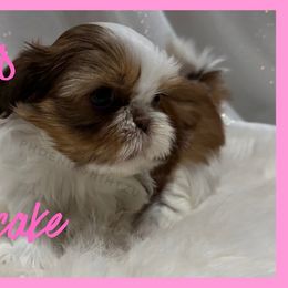 Cupcake - Liver and white female Shih Tzu puppy in Hayden, Idaho from Phoenix Shih Tzu